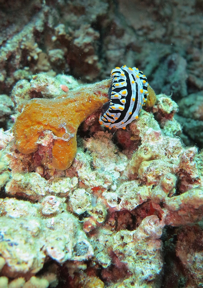 IMG_1299rf_Maldives_Madoogali_Plongee 14_Donagali caves_Nudibranche.jpg
